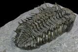 Spiny Drotops Armatus Trilobite - Excellent Preparation #125201-4